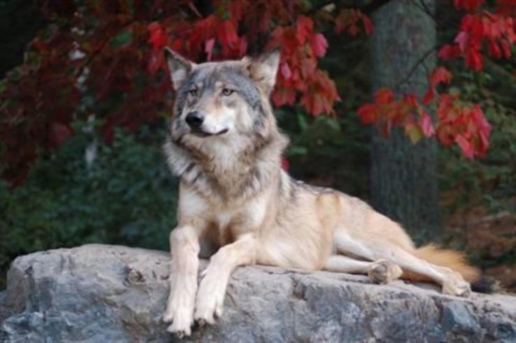International Wolf Center Trip Packages