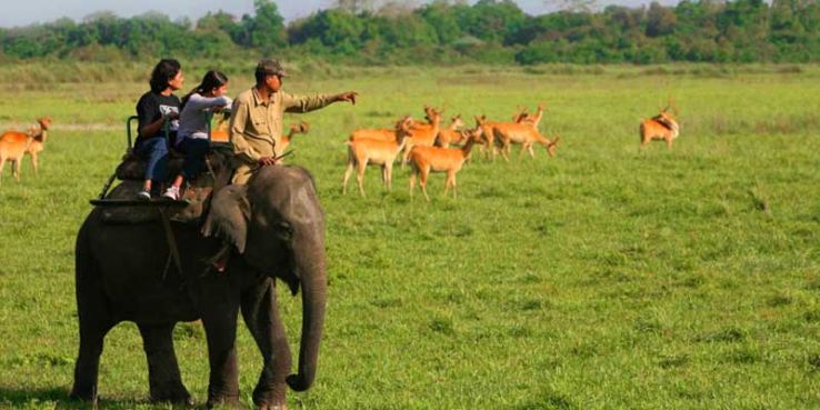 Elephant ride Trip Packages