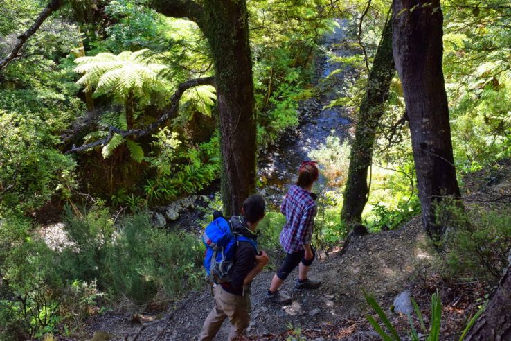 Remutaka Forest Park Trip Packages