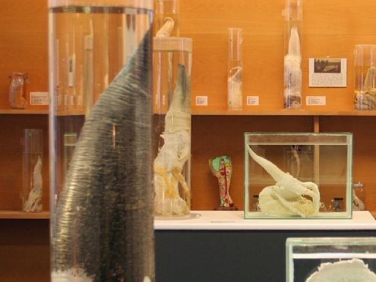 Icelandic Phallological Museum Trip Packages