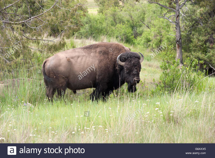 Montana Trip Packages