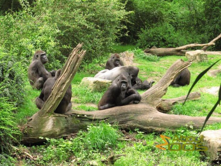 Apenheul Primate Park Trip Packages