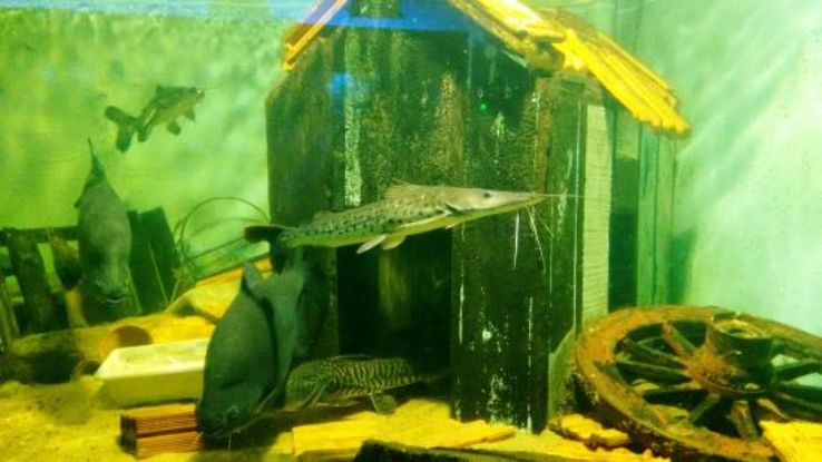 ROMOLO MARTINELLI MUNICIPAL AQUARIUM  Trip Packages