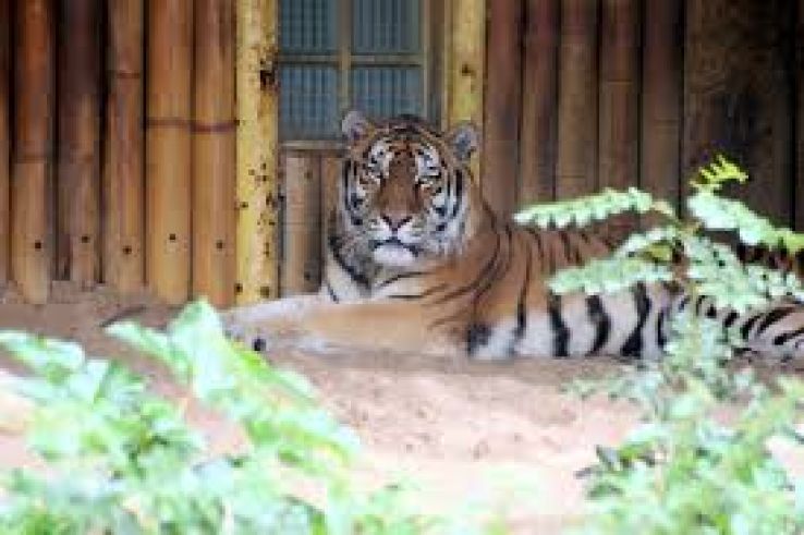 Antwerp Zoo Trip Packages