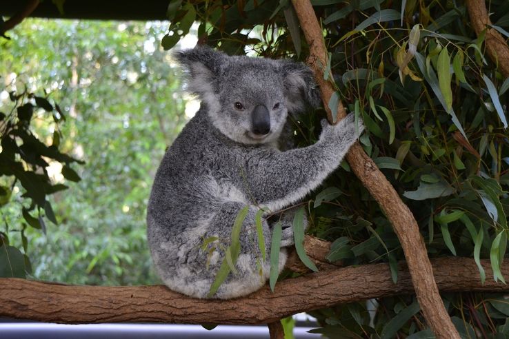 Lone Pine Koala Sanctuary Trip Packages