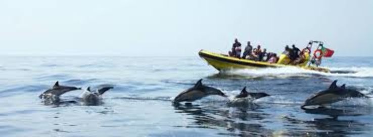 Dolphin Spotting Trip Packages