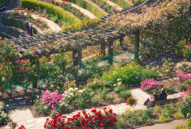 Berkeley Rose Garden Trip Packages