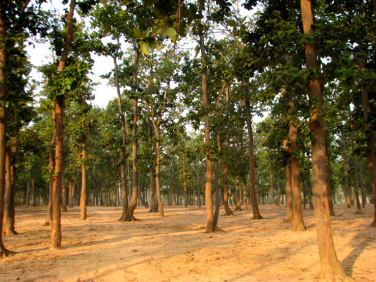 Sonajhuri Forest  Trip Packages