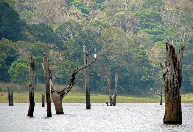 Periyar National Park Trip Packages