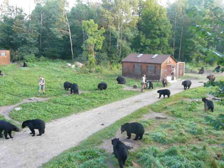 North American Bear Center Trip Packages