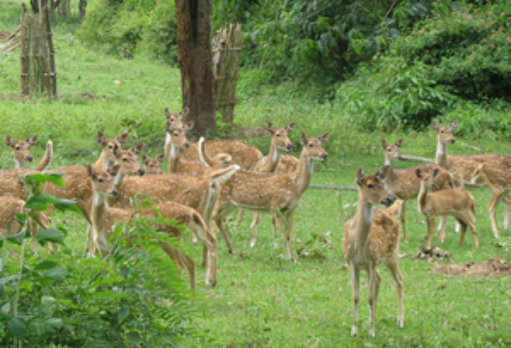 Ecstatic 3 Days 2 Nights bandipur Tour Package