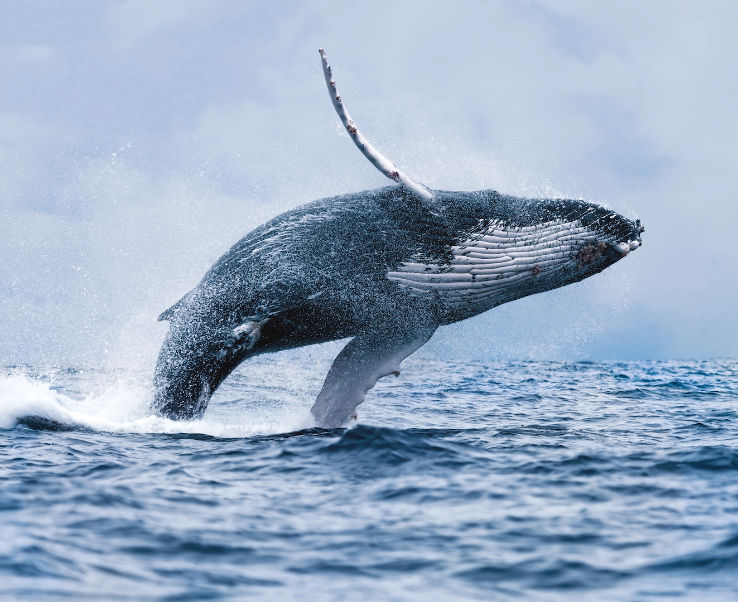Whale Watching  Trip Packages