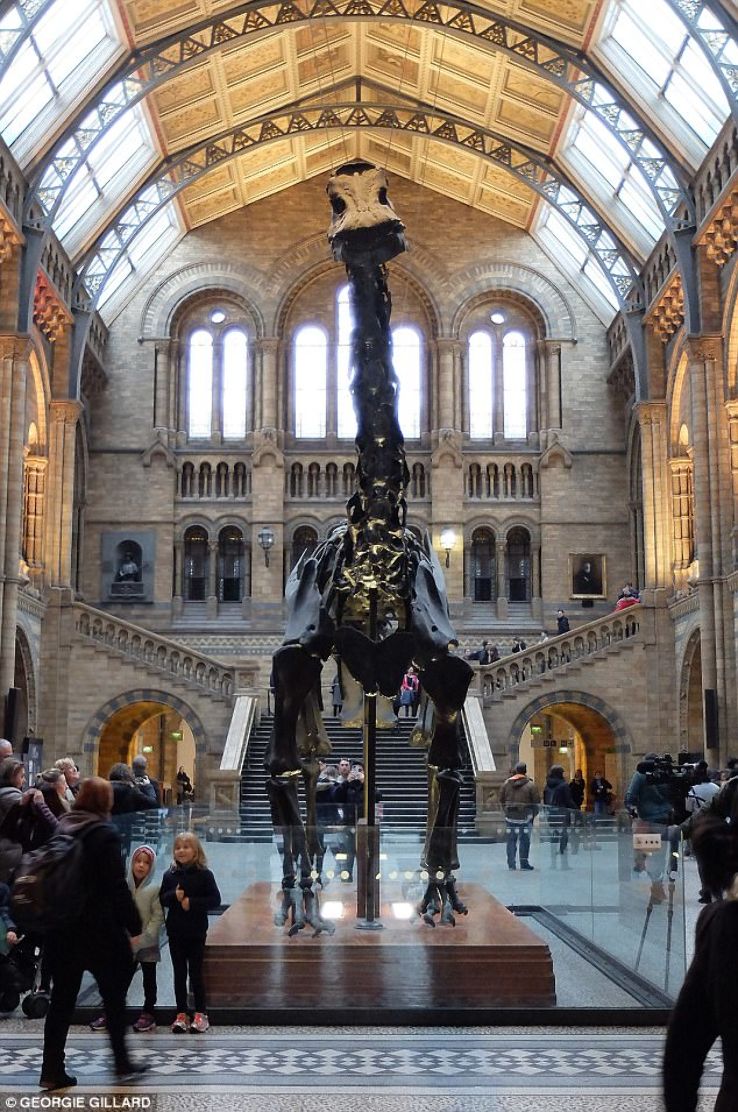 Discover the wonders of nature at the Natural History Museum Trip Packages