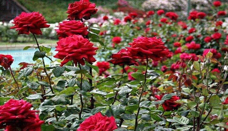 An Evening in the Nehru Rose Garden Trip Packages