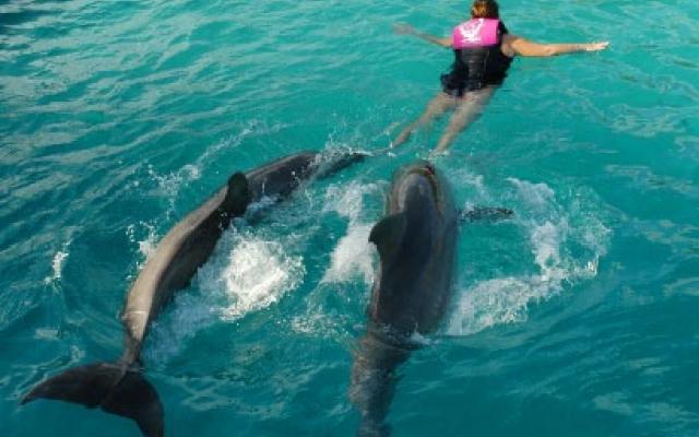 Fun With Dolphin Trip Packages