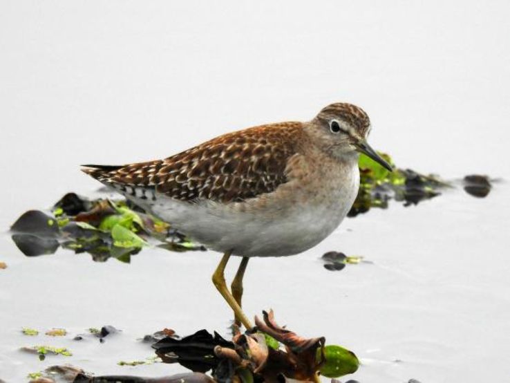 The Basai Wetland Trip Packages