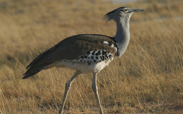 Bird Watching In The Hills Trip Packages