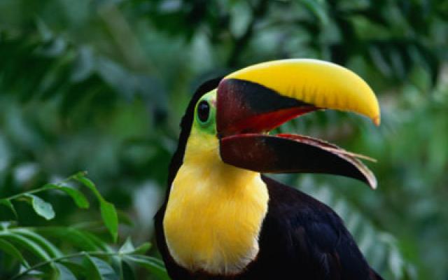 Birdwatching Trip Packages