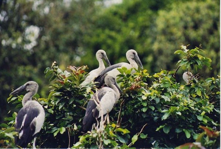 Pakshipathalam Bird Sanctuary Trip Packages