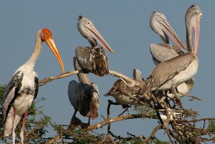 Uppalapadu Nature Conservation Trip Packages