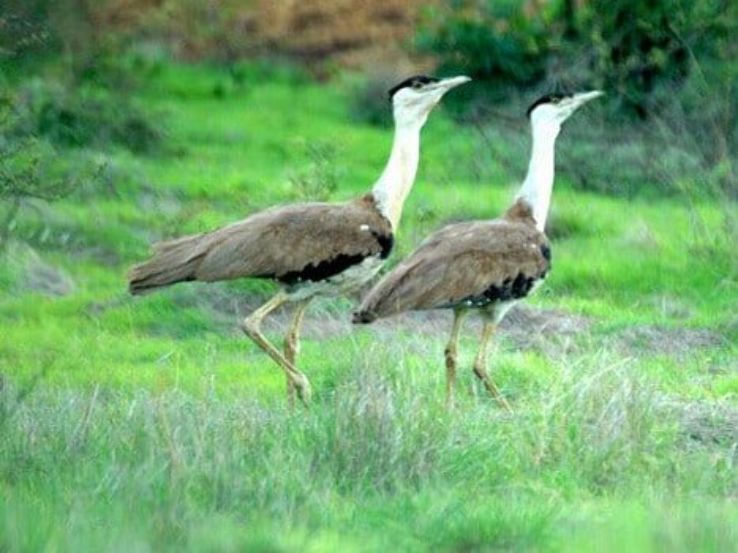 Great Indian Bustard Sanctuary Trip Packages