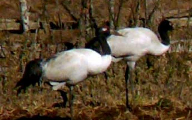 Birdwatching Trails In Bhutan Trip Packages