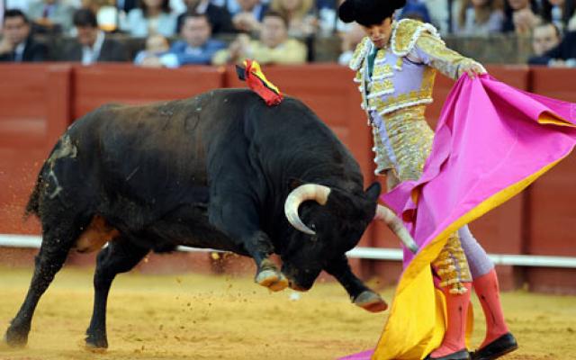 View Bull Fighting Trip Packages