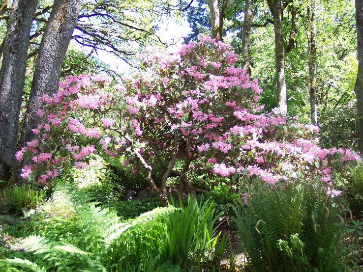 Hendricks Park Trip Packages