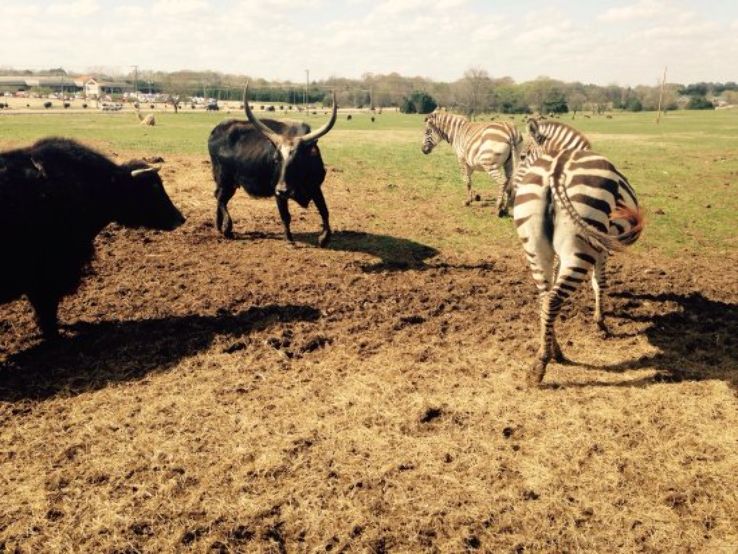 Tupelo Buffalo Park and Zoo, mississippi, United States Of America