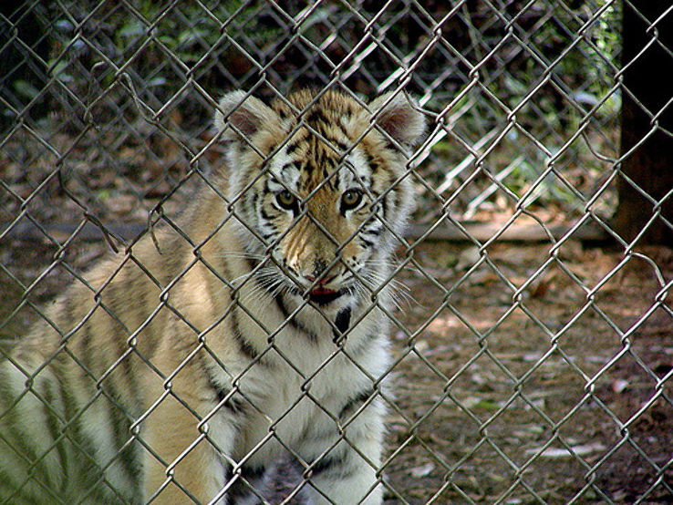 Big Cat Rescue Trip Packages