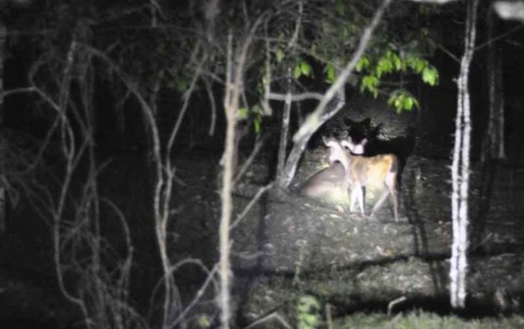 Night Patroling in Jungle  Trip Packages