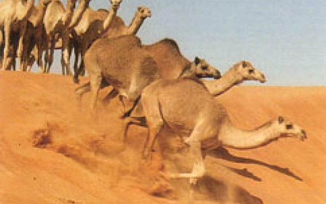 Camel Racing: Feel The Excitement Trip Packages