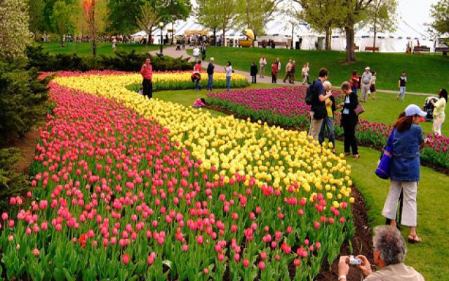Enjoy the Colors of Canadian Tulip Festival Trip Packages