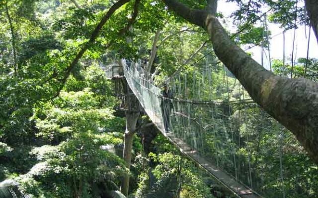 Canopy Walking: A Different Kind Of Thrill Trip Packages