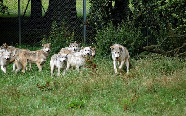 Experience the unique presence of wilderness in Sweden Trip Packages