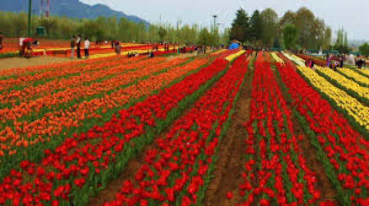 Kokernag Rose Garden Trip Packages