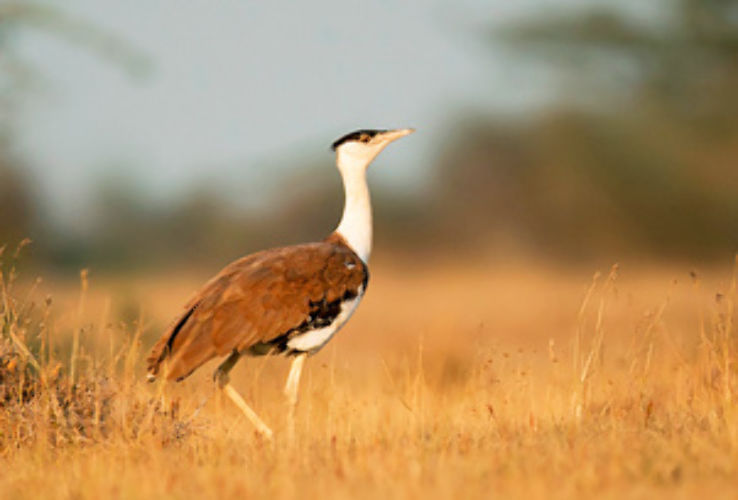 Kutch Bustard Sanctuary  Trip Packages