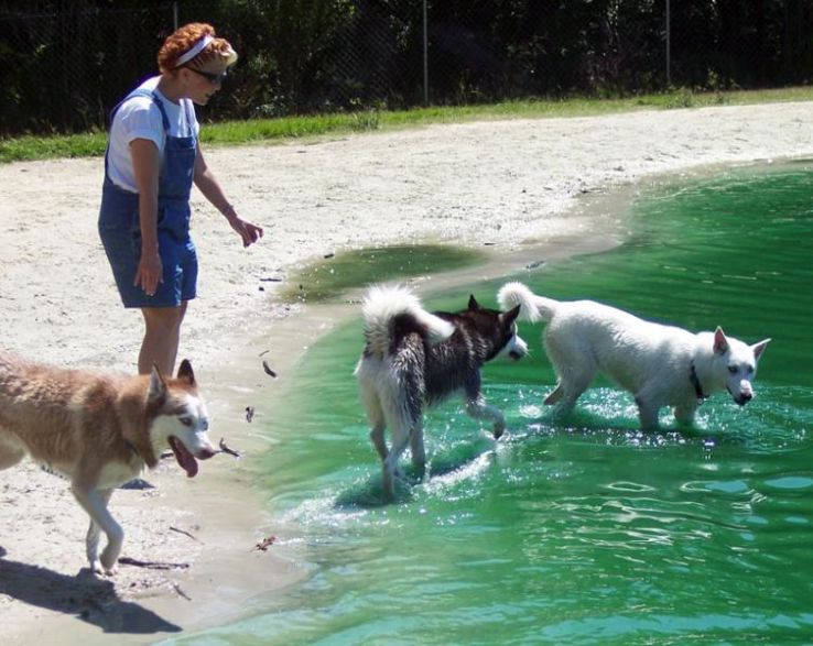 Dog Wood Park Trip Packages