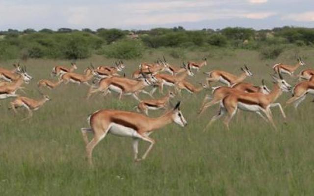 Central Kalahari Game Reserve Trip Packages
