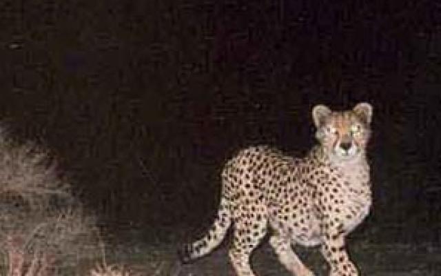 Wildlife Safari: Spot The Rarest Trip Packages