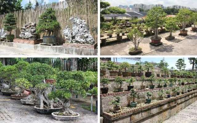 Chengtai Nursery Trip Packages