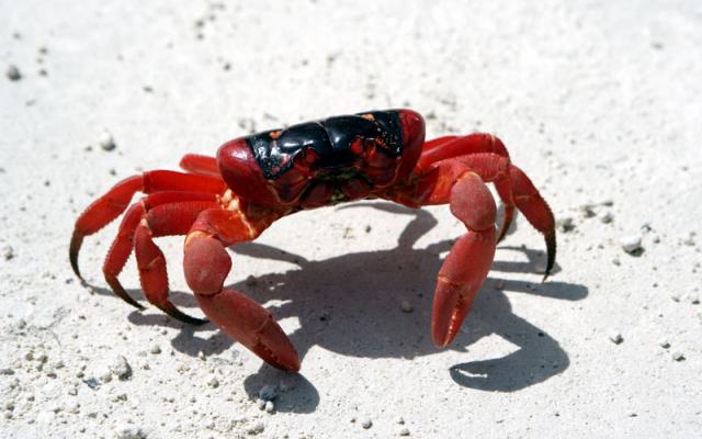 Red crabs migration in Christmas Island Trip Packages