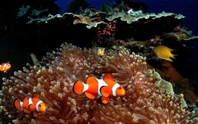 Beautiful 2 Days 1 Night Maldives Trip Package by Mohit Tours And Travels
