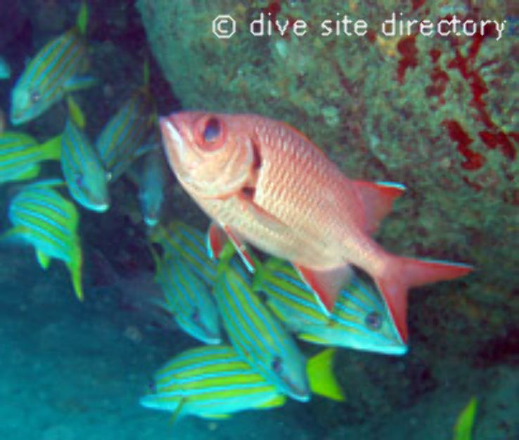 Cueva del Tiburon Trip Packages