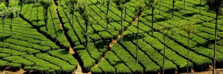Tantea Tea Museum Trip Packages
