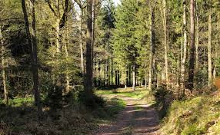 Pear forest Trip Packages Pear forest Trip Packages