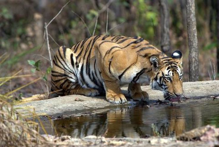 MelGhat Tiger Reserve Trip Packages