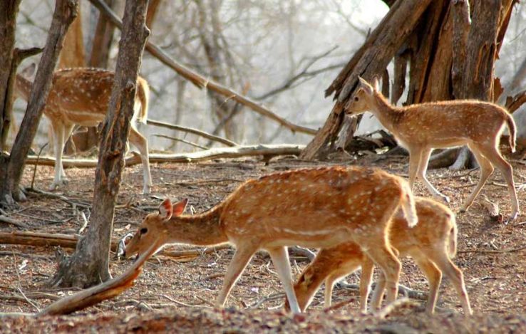 Mount Abu Wildlife Sanctuary Trip Packages