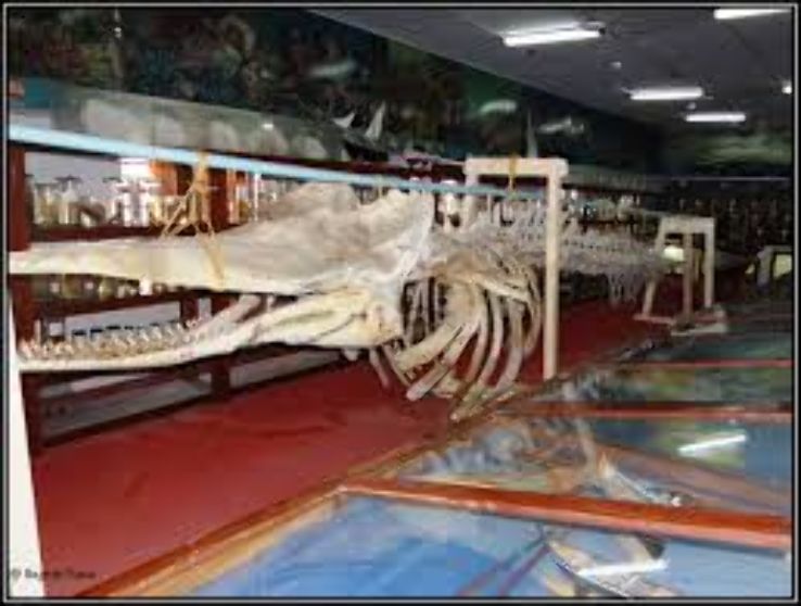 Marine Museum Trip Packages