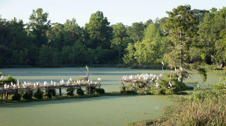 Avery Island Trip Packages
